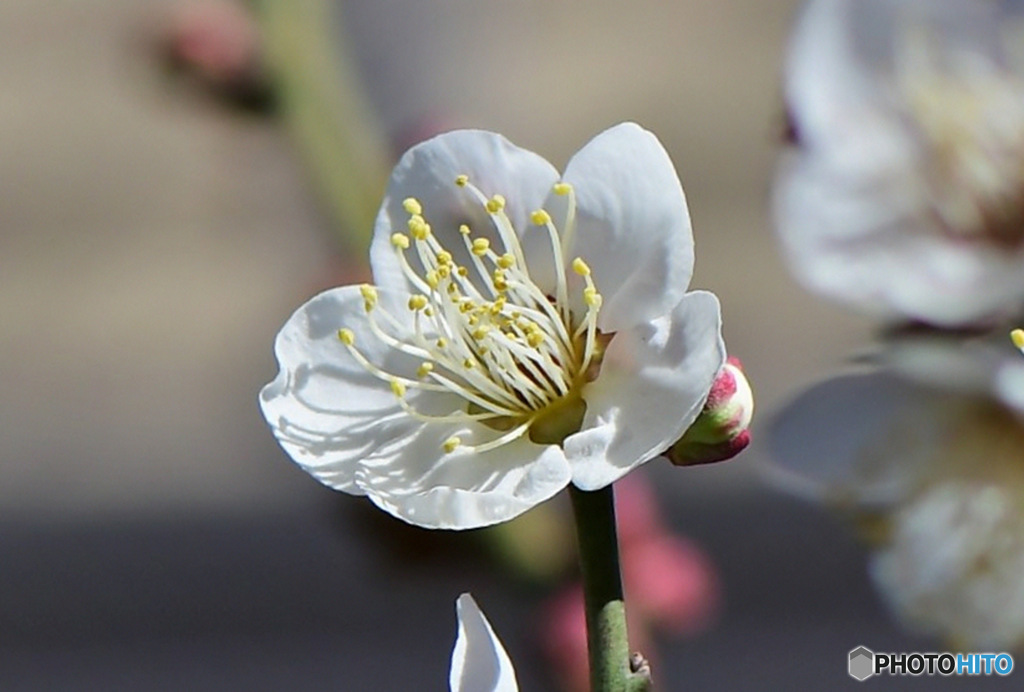 庭に咲いた白梅の花 23-049