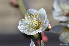 庭に咲いた白梅の花 23-049