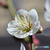 庭に咲いた白梅の花 23-049