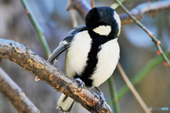 野山の鳥  四十雀さんの羽繕い