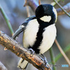 野山の鳥  四十雀さんの羽繕い