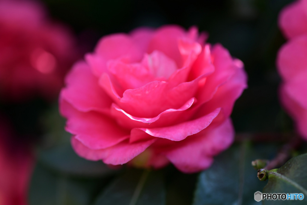 庭に咲いた山茶花の花
