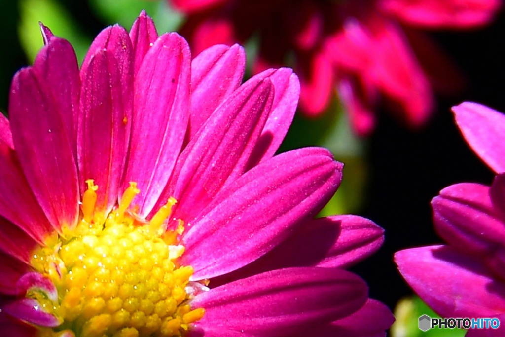 冬の庭に咲く  21-018