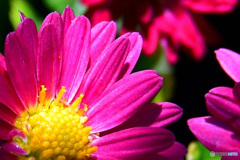 冬の庭に咲く  21-018