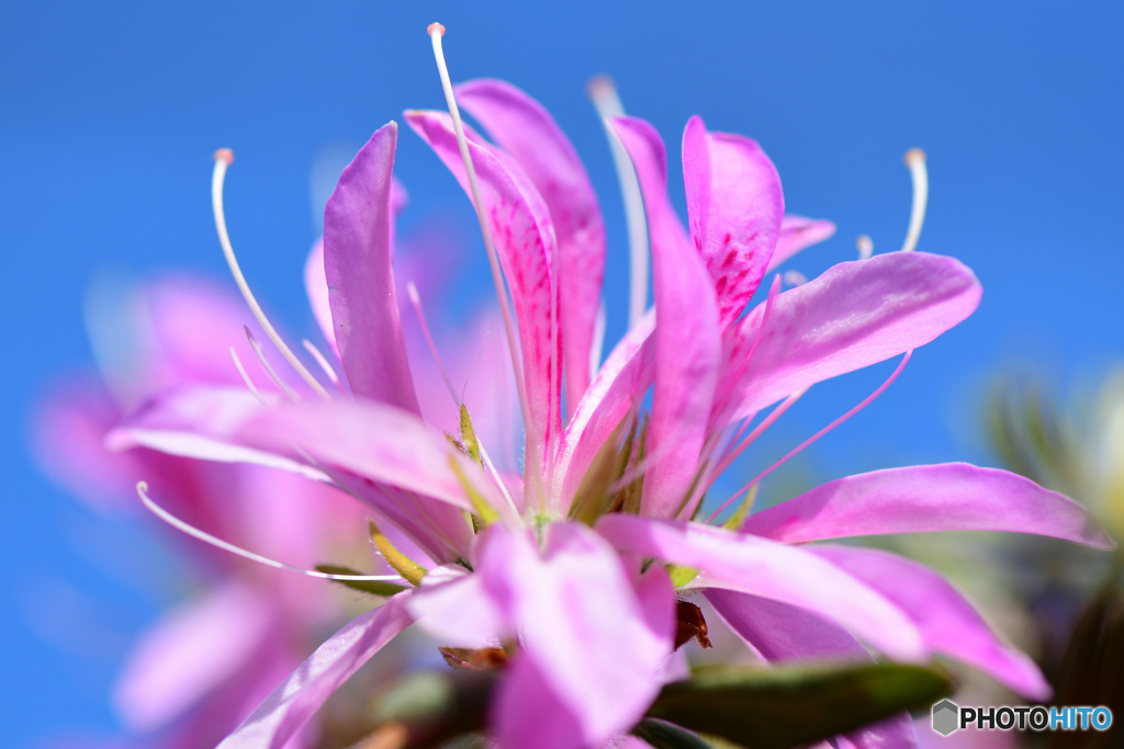 青空とツツジの花  21-255