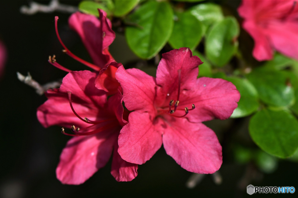 庭に咲いたつつじの花 23-164