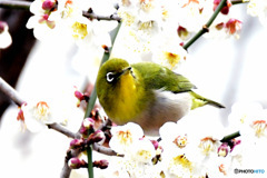 野山の鳥  メジロ 