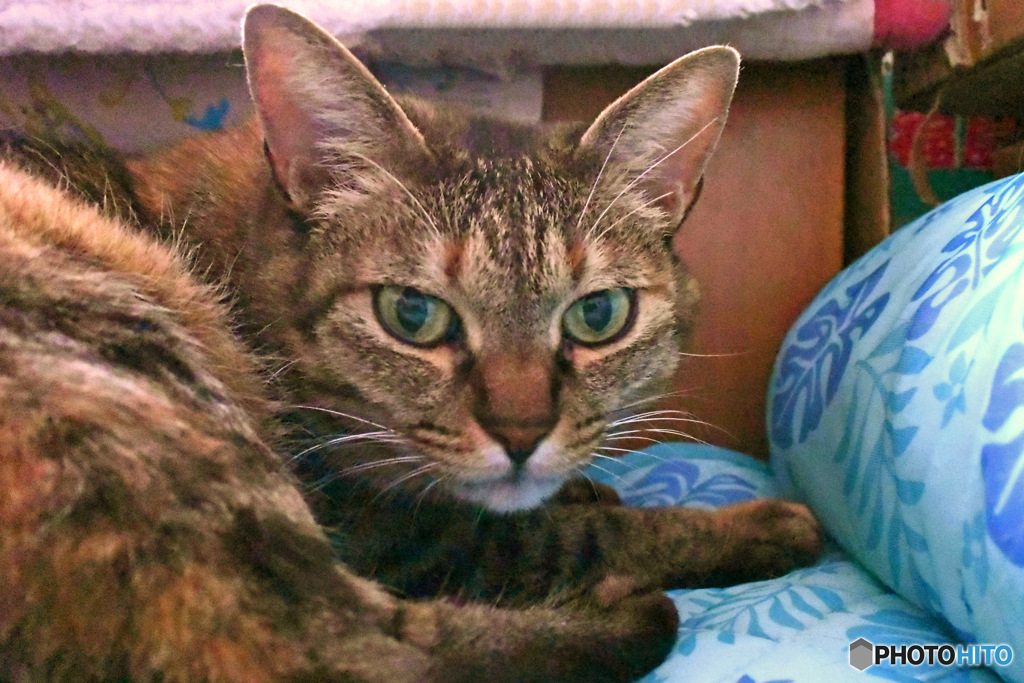 ま、撮らせてやるか  