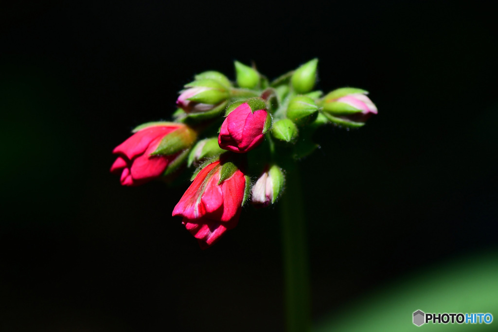 ゼラニュームの蕾   21-423