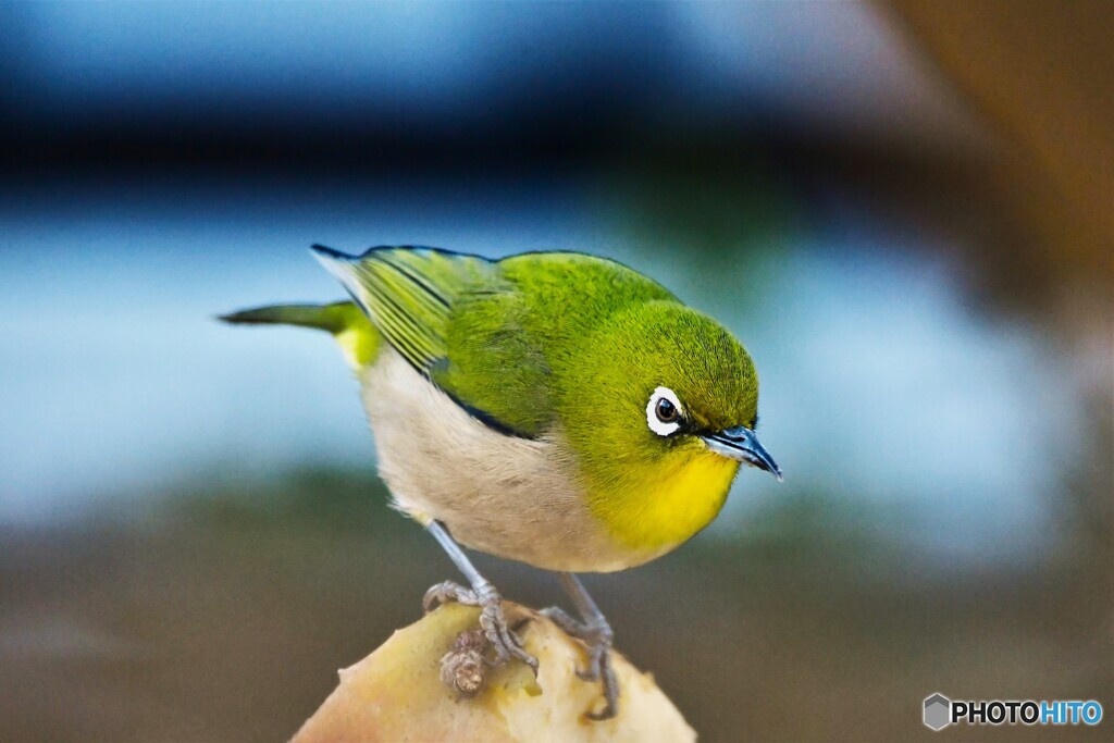 野山の鳥 メジ君