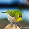 野山の鳥 メジ君 