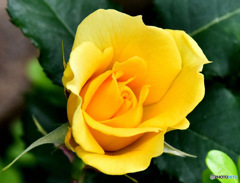  春  街で見かけた黄色い薔薇の花 