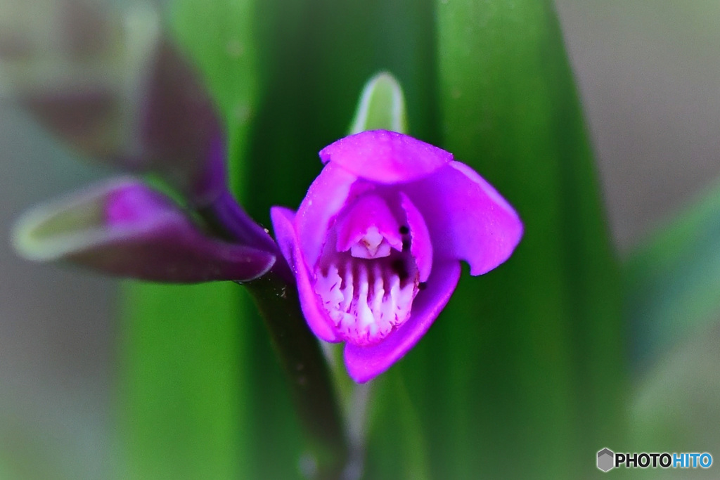  一輪のシランが咲き始めました 22-215  