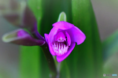  一輪のシランが咲き始めました 22-215  