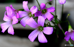 ムラサキカタバミの花 