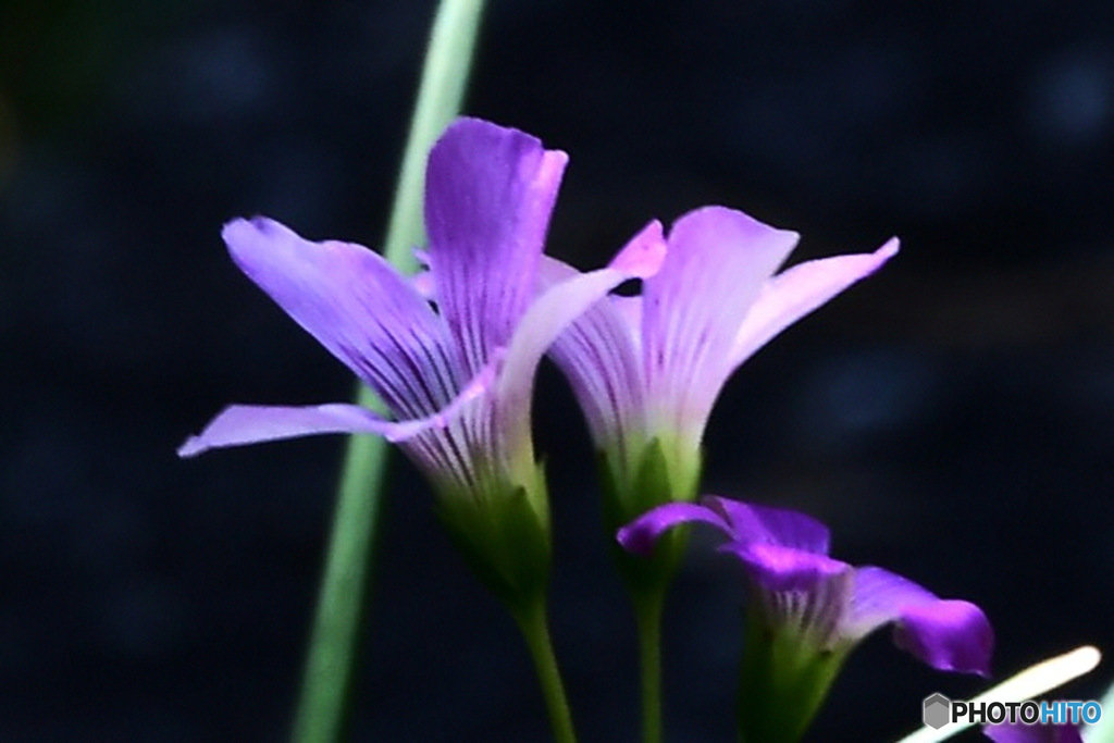 庭に小さな花が咲いていました
