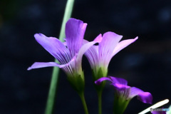 庭に小さな花が咲いていました