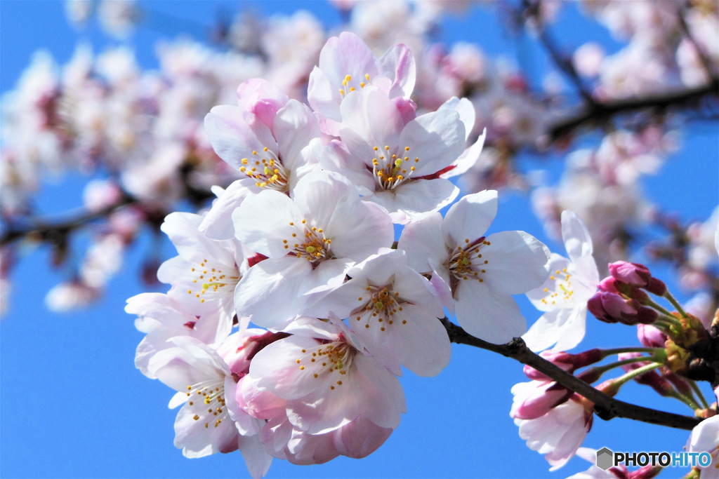 近所の公園に咲いた桜の花 