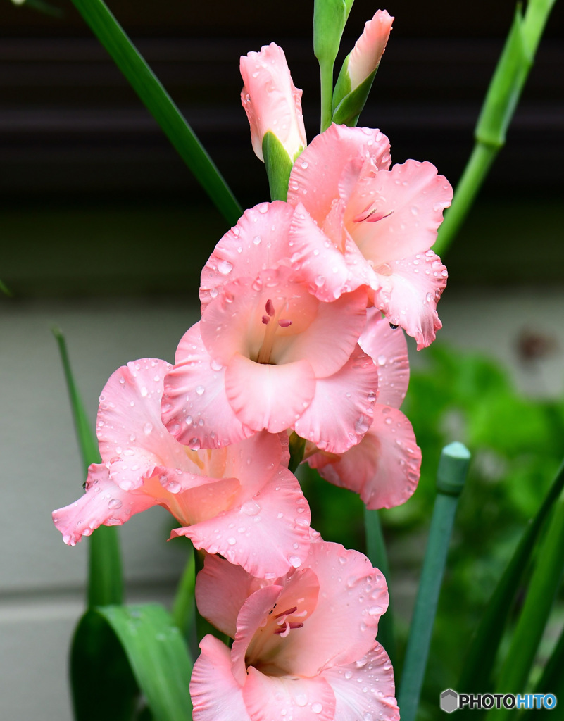 雨に濡れるグラジオラスの花  21-471