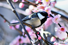 梅の花と四十雀さん  21-127