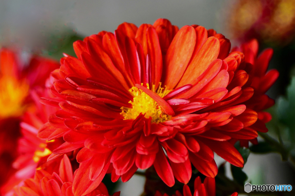 庭に咲いた花 23-303 