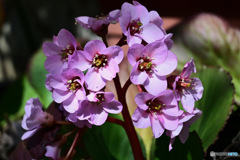 庭に咲いたヒマラヤユキノシタ