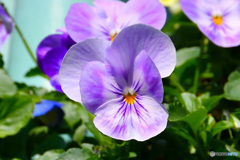 春に咲いた花  21-576