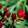 庭に咲き始めたツツジの花