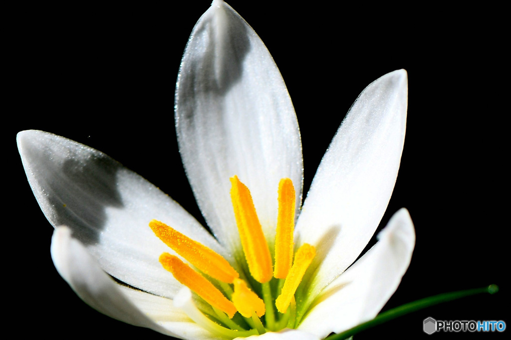 未だに咲いている花