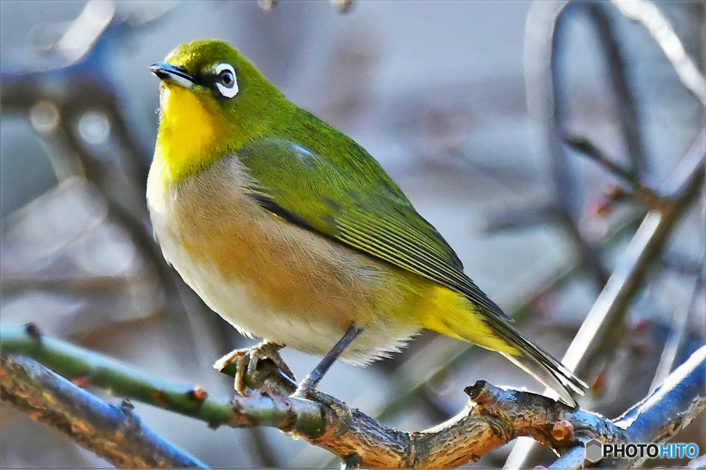 野山の鳥 23-111  メジ君  