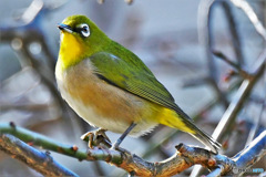 野山の鳥 23-111  メジ君  