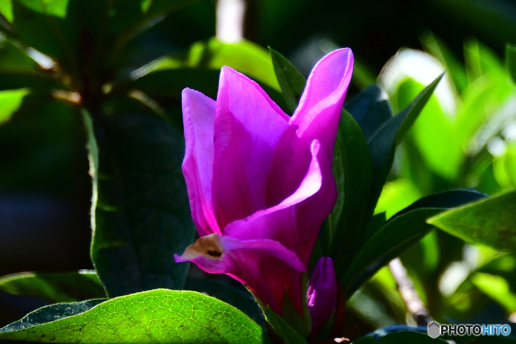 時期外れのツツジの蕾  21-592