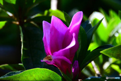 時期外れのツツジの蕾  21-592