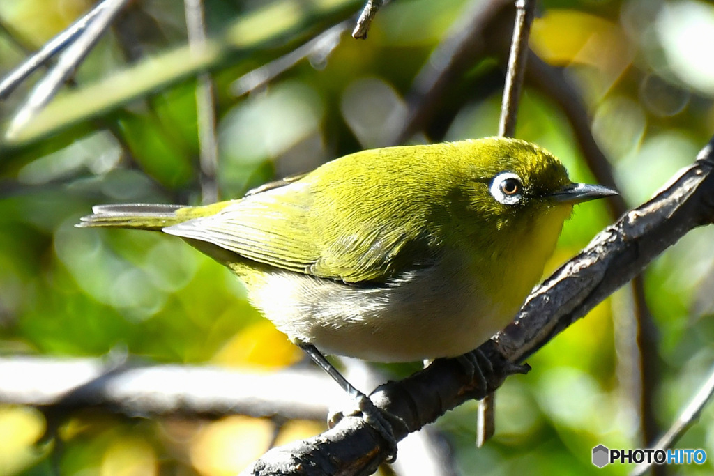  野山の鳥  メジロ  