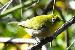  野山の鳥  メジロ  