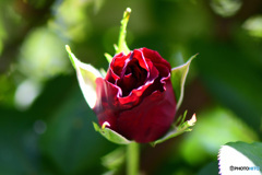 今年庭に咲いた花  21-632-2  