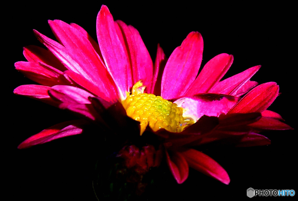 庭に咲いた花  23-298  