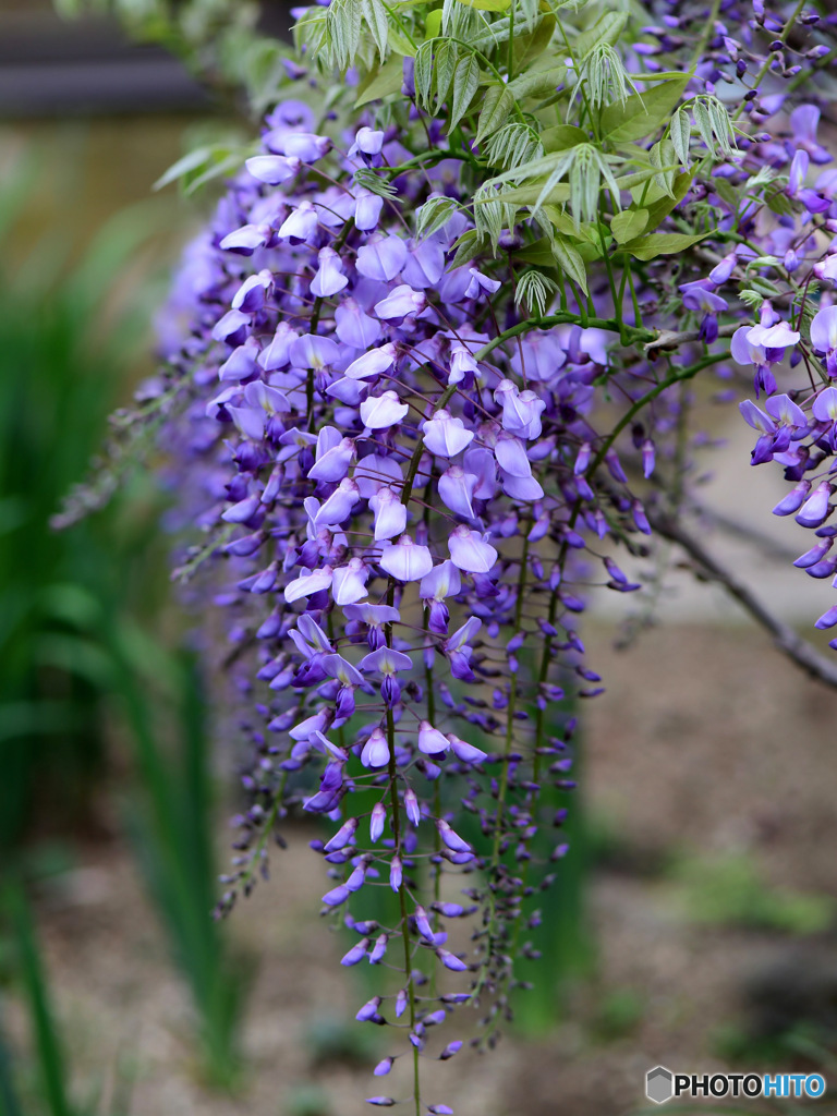 藤の花も咲き始まりました  