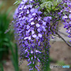 藤の花も咲き始まりました  