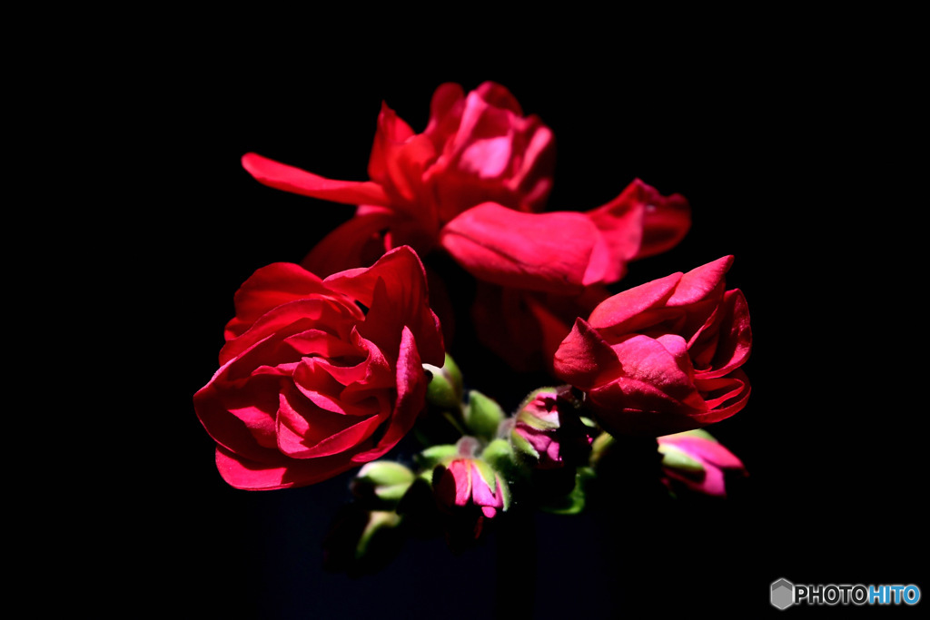 庭に咲いた赤い花  