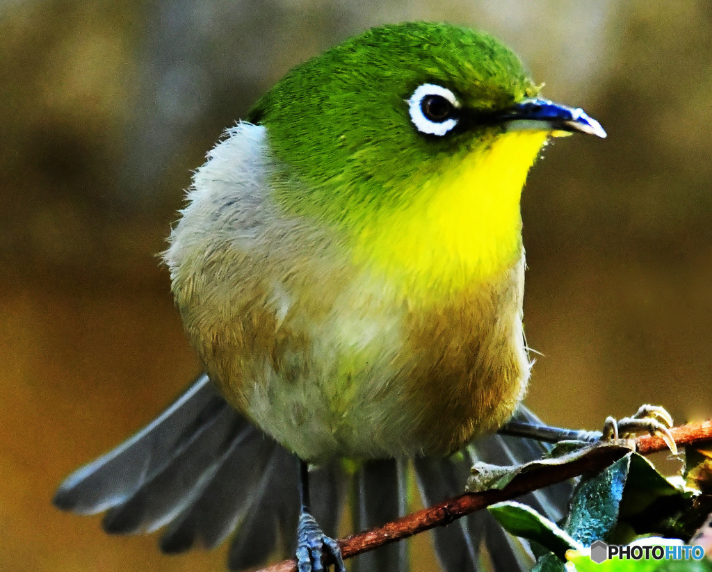 2度目掲載 野山の鳥