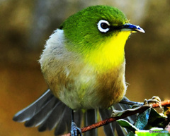 2度目掲載 野山の鳥