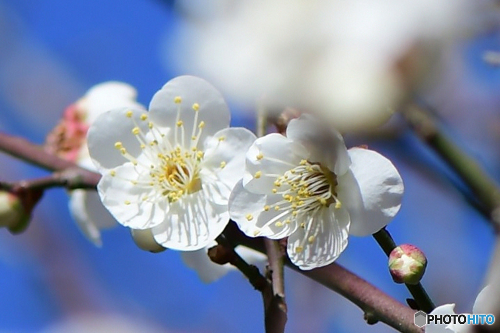庭に咲いた白梅の花  