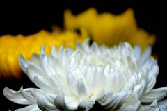 切り花の白い花  