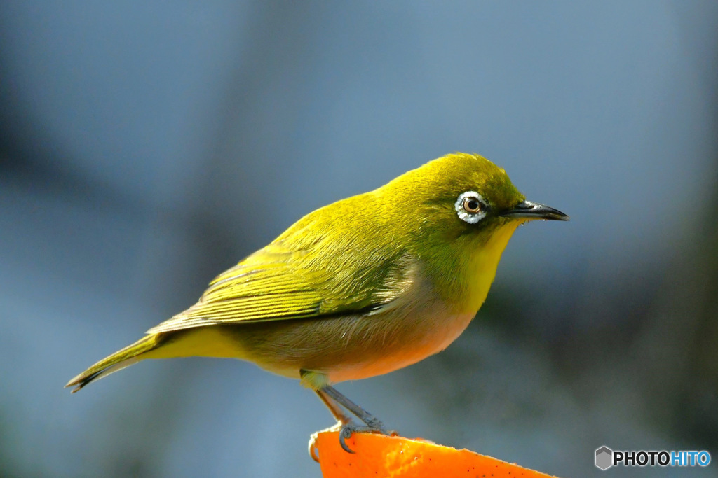野山の鳥 メジ君