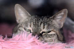 虚ろな目をして眠そうね  
