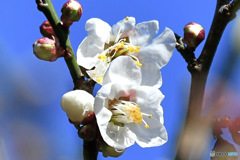 春に咲いた梅の花  