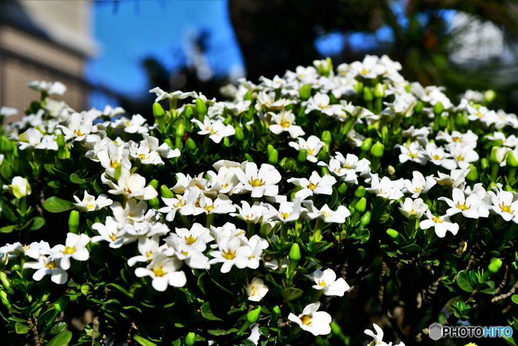 むせ返る様な甘ったるい香りのクチナシの花　　 22-325