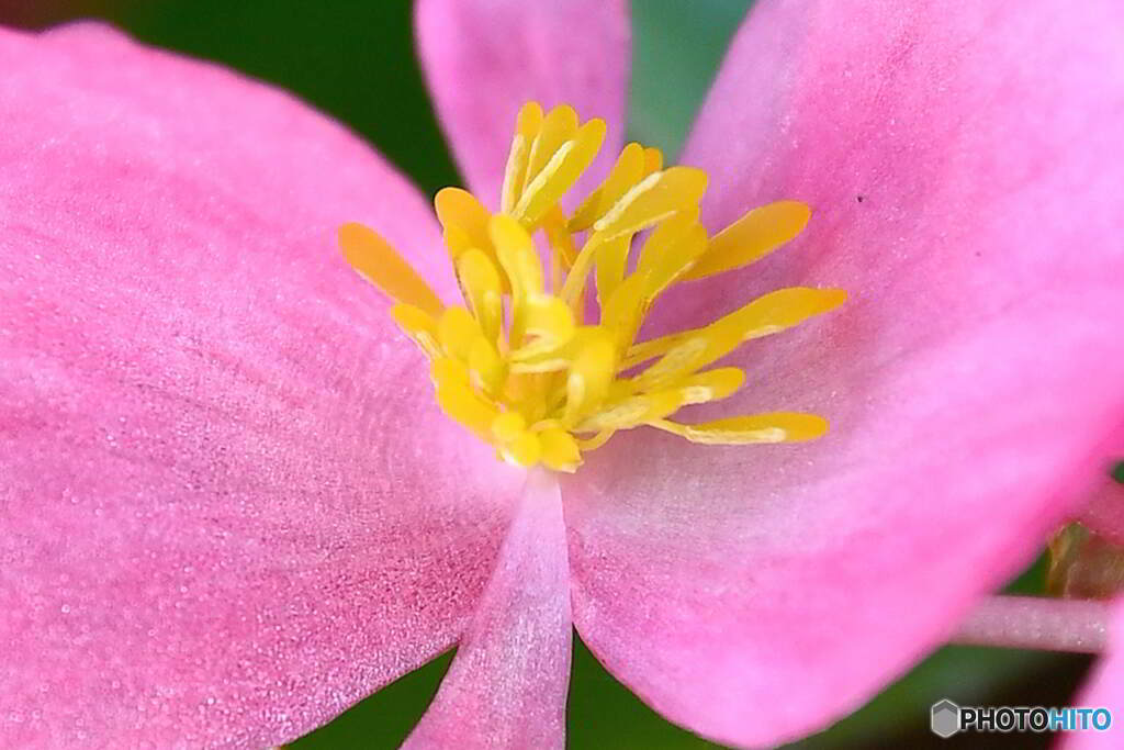 庭に咲いた花  560