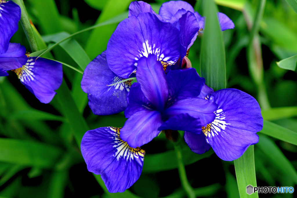 上から見た青紫色の花  